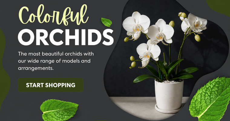Colorful Orchids