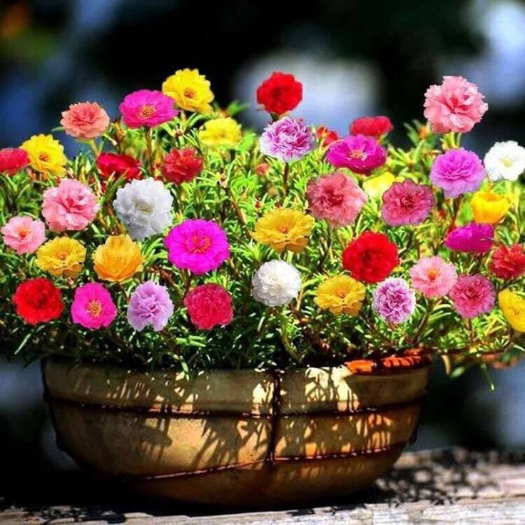 Flower Types
