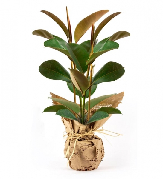 Pair of Rubber Plants