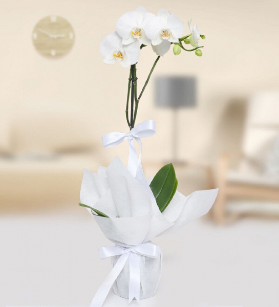 Single White Orchid Plant
