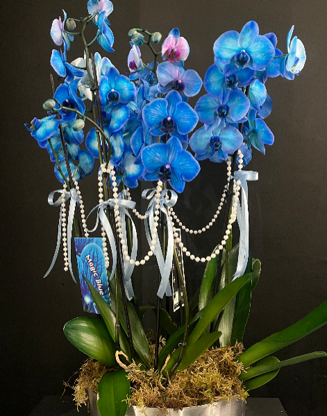 4-Stem Blue Orchid