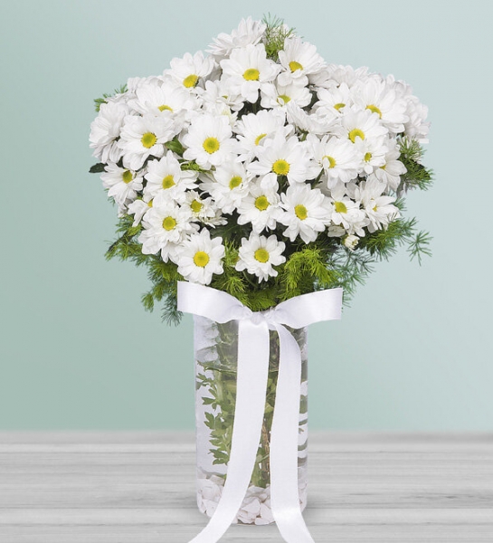 White Daisy in Vase