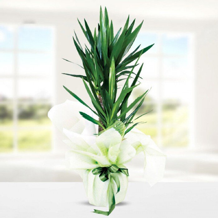 Trailing Green Plant Arrangement